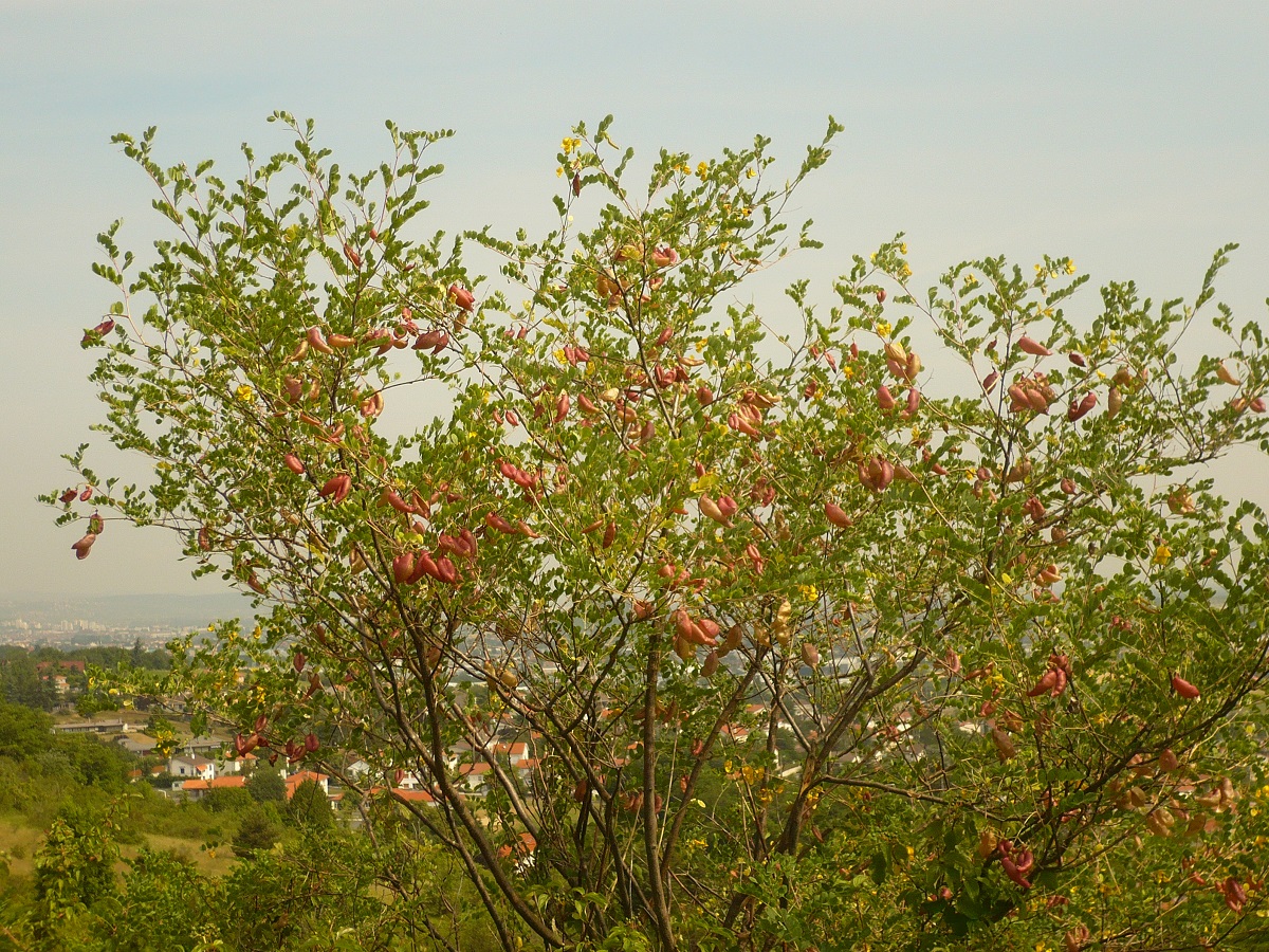 Colutea arborescens (Fabaceae)